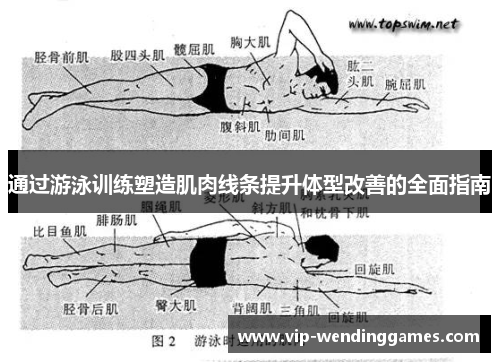 通过游泳训练塑造肌肉线条提升体型改善的全面指南
